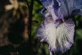 Close-up of iris germanica on blurred green natural backdrop. Violet - white flower growing in garden. spring mood Royalty Free Stock Photo