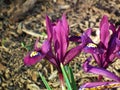 Iris reticulata , the netted iris or golden netted iris flower in wild Royalty Free Stock Photo