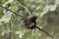 close-up: irregular tumor on stems of wild rose known as crow gall or rose cancer
