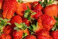 A close-up of an irregularly shaped homemade strawberry. Juicy ripe strawberries