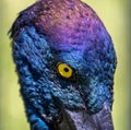 Close up of irridescent head and yellow eye of Australian Jabiru bird Royalty Free Stock Photo