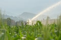 Irrigation system watering young green corn field in the agricultural garden by water springer Royalty Free Stock Photo