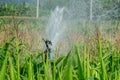 Irrigation system watering young green corn field in the agricultural garden by water springer Royalty Free Stock Photo