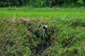 Irrigation Water Falling Through Plastic Pipe Installed In Middle Of Rice Fields Royalty Free Stock Photo