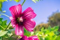 Close up of Island Tree Mallow bloom