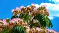 Close up of isoalted bright flowers and green leaves of pink persian silk tree albizia julibrissin against blue sky