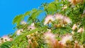 Close up of isoalted bright flowers and green leaves of pink persian silk tree albizia julibrissin against blue sky