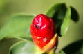 Close up of isolated ant crawling on red scarlet spiral ginger plant costus woodsonii, Chiang Mai, Thailand