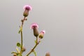 Close-up isolated beautiful pink purple spear thistle plant lit Royalty Free Stock Photo