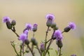 Close-up isolated beautiful pink purple spear thistle plant lit Royalty Free Stock Photo