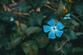 Close-up of an isolated and blue flower of vinca major