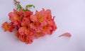 Close up of isolated Bouquet of alstroemeria flowers on pink