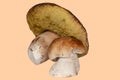 Close-up isolated braun porcini on various background