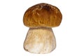 Close-up isolated brown porcini on various background