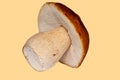 Close-up isolated brown porcini on various background