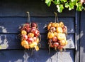 Close up of isolated bunch of onions hanging in bright sun on wooden wall of farm house - Netherlands Royalty Free Stock Photo