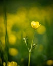 Close-up of an isolated buttercup flower. Royalty Free Stock Photo