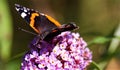 Close up of isolated butterfly Admiral  Vanessa Atalanta on pink lilac flower Syringa vulgaris with green blurred background Royalty Free Stock Photo