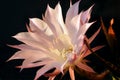 Close up of an isolated cactus pimk flower Royalty Free Stock Photo