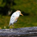 Cattle Egret Dressed for Spring