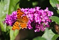 Close up of isolated comma butterfly Polygonia calbum on a lilac flower Syringa vulgaris Royalty Free Stock Photo