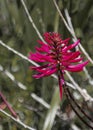 Artsy Vivid Coral Bean Flower