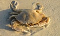 Close up of isolated crab with impressive claws in the sand on Jamaica