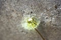 Close-up of isolated dandelion with white puffy seeds blooming outdoors on gray asphalt yard background on sunny day. Power of Royalty Free Stock Photo