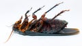 Close-up of isolated dead insects