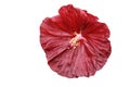 Close-up of isolated hibiscus moscheutos