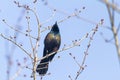 Close up isolated image of an adult male Common grackle Quiscalus quiscula Royalty Free Stock Photo