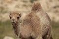 A close up isolated image of a cute dromedary camel fawn Camelus dromedarius