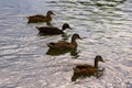 Four ducks are swimming together at a pond Royalty Free Stock Photo