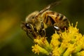 Close up isolated image of a honey bee walking over a yellow late goldenrod flower sucking nectar Royalty Free Stock Photo