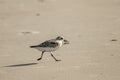 A semipalmated sand piper on the shore Royalty Free Stock Photo