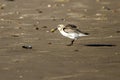 A semipalmated sand piper eating sand crab on the shore