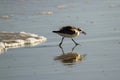 A semipalmated sand piper on the shore Royalty Free Stock Photo