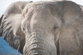 Close -up Isolated large adult male elephant Elephantidae at grassland conservation area of Ngorongoro crater. Wildlife safari Royalty Free Stock Photo