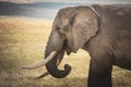 Close -up Isolated large adult male elephant Elephantidae at grassland conservation area of Ngorongoro crater. Wildlife safari Royalty Free Stock Photo