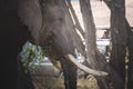 Close -up Isolated large adult male elephant Elephantidae at grassland conservation area of Ngorongoro crater. Wildlife safari Royalty Free Stock Photo