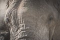 Close -up Isolated large adult male elephant Elephantidae at grassland conservation area of Ngorongoro crater. Wildlife safari Royalty Free Stock Photo