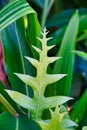 Close-up of a light green tropical plant among other darker green leaves. orange bird of paradise flower.