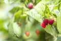 Close-up of isolated lit by summer sun growing branch of beautiful ripe red juicy raspberries with fresh green leaves on bright l Royalty Free Stock Photo