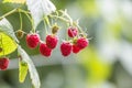 Close-up of isolated lit by summer sun growing branch of beautiful ripe red juicy raspberries with fresh green leaves on bright l Royalty Free Stock Photo