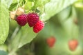 Close-up of isolated lit by summer sun growing branch of beautiful ripe red juicy raspberries with fresh green leaves on bright l Royalty Free Stock Photo