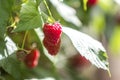 Close-up of isolated lit by summer sun growing branch of beautiful ripe red juicy raspberries with fresh green leaves on bright l Royalty Free Stock Photo