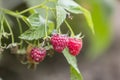 Close-up of isolated lit by summer sun growing branch of beautiful ripe red juicy raspberries with fresh green leaves on bright l Royalty Free Stock Photo