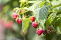 Close-up of isolated lit by summer sun growing branch of beautiful ripe red juicy raspberries with fresh green leaves on bright l Royalty Free Stock Photo