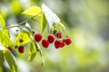 Close-up of isolated lit by summer sun growing branch of beautiful ripe red juicy raspberries with fresh green leaves on bright l Royalty Free Stock Photo