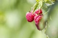 Close-up of isolated lit by summer sun growing branch of beautiful ripe red juicy raspberries with fresh green leaves on bright l Royalty Free Stock Photo